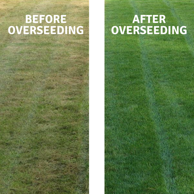 Lawn Overseeding French Camp, California