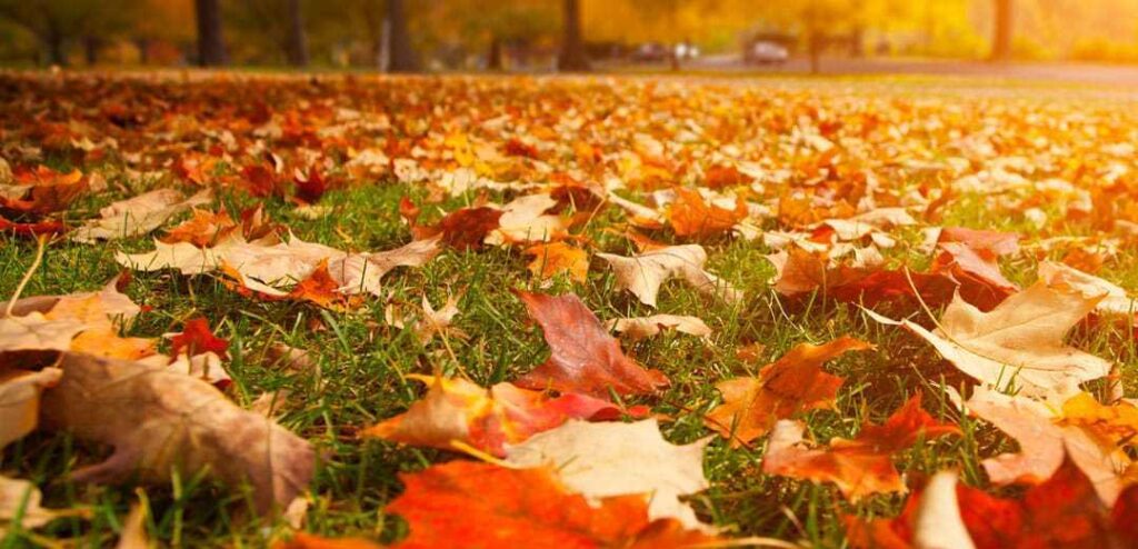 Autumn Clean Up Newburgh NY